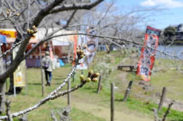 桜咲かず、漏れるため息　千葉県内ようやく開花の兆し　満開は4月上旬か