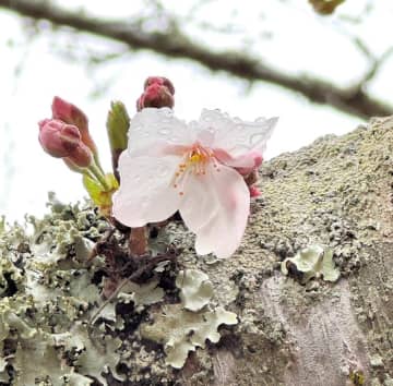館山、ようやく春の訪れ　城山公園で桜開花　昨年と比べ14日遅く