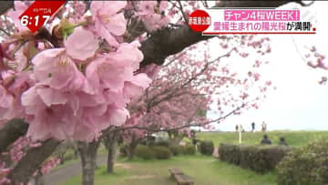         愛媛生まれの“陽光桜”に…牧場スイーツを味わいながら！県内で楽しめるサクラの名所      