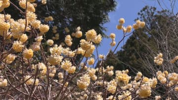         春本番を告げる　黄色い「ミツマタ」の花が見ごろ　三重・熊野市      