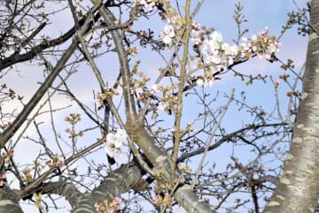 【速報】千葉県で桜開花　昨年より10日遅く　銚子気象台、満開には1週間から10日