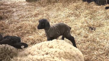         春の出産ラッシュ　4頭のヒツジの赤ちゃんが誕生　《新潟》      