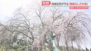         【カメリポ】雑木林に埋もれていた「しだれ桜」地元の人の力でよみがえる「知って喜んで驚いて」　福岡      
