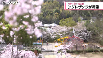         多くの花見客で賑わう　吉野川市鴨島町の向麻山公園ではしだれ桜が満開【徳島】      