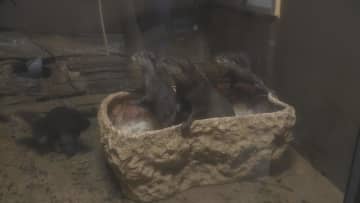 三つ子のコツメカワウソ　小さなプールで水慣れ訓練　アクア・トトぎふ