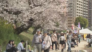 ｢岡崎の桜まつり｣　約800本のソメイヨシノ咲き誇る