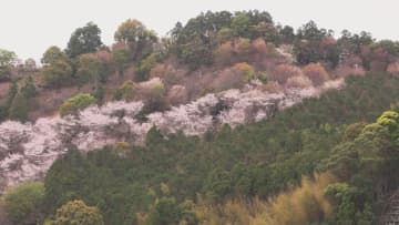満開の桜と海の調和　「鬼ヶ城」でソメイヨシノが見頃　三重・熊野市