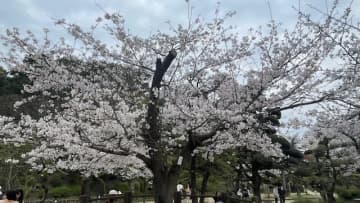 松山市で「サクラ満開」平年より2日遅く 道後公園の標本木が8割以上開花