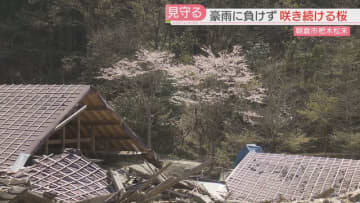 【カメリポ】小川さんと桜「咲いちょる、咲いちょる」豪雨から7年目の春　ふるさとの姿は変わっても咲き続ける　福岡・朝倉市