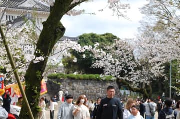 桜満開　亥鼻公園、春を満喫する人であふれる　千葉市