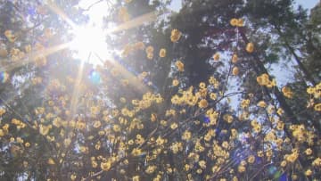 ミツマタの花　甘い香りに癒やされる　三重・津市