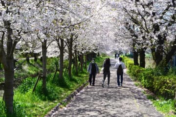 「春の嵐」耐え、桜の見頃続く　船橋・海老川沿いの並木道