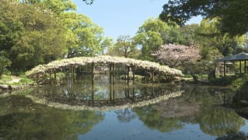 宇和島市の「天赦園」でノボリフジが見ごろ 今週末に満開迎える