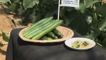 ブランドキュウリ「三河みどり」　収穫最盛期　愛知・碧南市