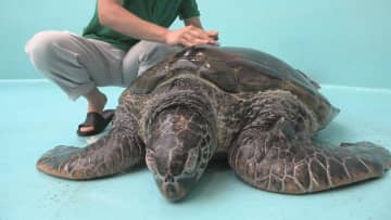 ＧＷを前にウミガメ“大掃除”　三重・紀宝町「ウミガメ公園」