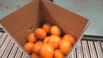 三重・尾鷲市　特産「甘夏みかん」の出荷が最盛期