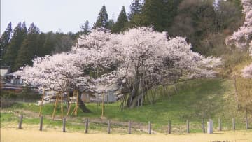 龍がふせたような形　満開の「臥龍桜」見ごろ　岐阜・高山市