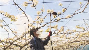 ナシの受粉作業　今年は農家同士で花を融通しあって花粉を確保　愛知・安城市