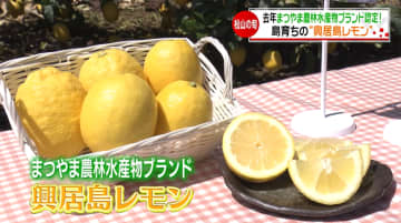 生産量は愛媛県が全国2位！レモンなのに甘みもある！？今が旬の「興居島レモン」簡単アレンジレシピも