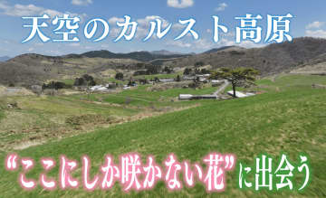 酪農家直営のミルク園も再開！「四国カルスト」に待ちわびた春…大野ヶ原でしか咲かない花“コスモ”とは