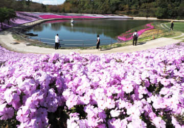 東京ドイツ村に多彩な春色　シバザクラやデージー咲き競う　袖ケ浦