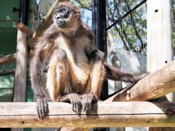 ジェフロイクモザルの「ライズ」45歳で死ぬ　開園以来飼育のご長寿　千葉市動物公園で親しまれ