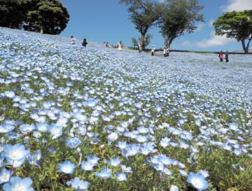 「花の谷」染める青　富津・マザー牧場にネモフィラ絶景　チューリップとの共演も