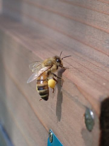 「ビックリ！ 鉄腕ダッシュでは見たことがありますが…」庭先の枝に大量のミツバチ…これは一体？ぶ？ぶんぽう？【中テレ投稿BOXニュース】