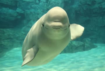 名古屋港水族館のベルーガ「ナナ」が出産準備、GW期間は“一方通行”スタイルで観覧を制限