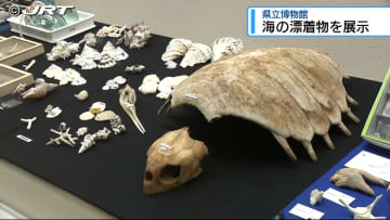 生きた化石も展示　浜辺に打ち付けた漂着物の企画展【徳島】