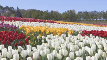 チューリップ約20万本が満開　今年のテーマは「心に花を」　岐阜・郡上市「牧歌の里」