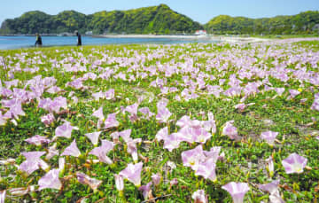 初夏告げるハマヒルガオ　淡い紫色の花、浜辺に彩り　勝浦・興津海岸