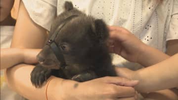 「ぬいぐるみみたい」　今年生まれた赤ちゃんグマと記念撮影　　岐阜・高山市「奥飛騨クマ牧場」