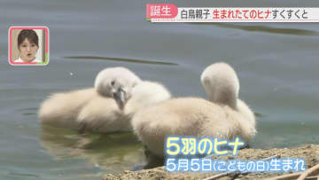【ふわふわ】生後4日目の白鳥のヒナたちは泳ぎの練習中　大学キャンパス内の庭園で誰でも見学OK　福岡