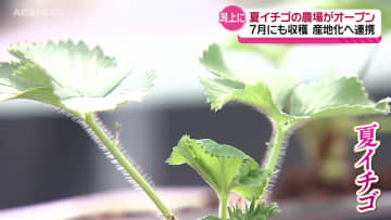 NTTの子会社が夏イチゴ栽培 潟上市