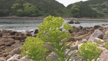 潮風に揺られてひっそりと咲く　菜の花に似た黄色い花「イワタイゲキ」が見ごろ　三重・熊野市