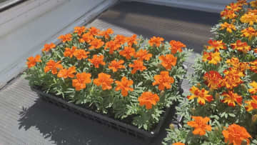 色鮮やかな初夏の花　「マリーゴールド」出荷最盛期　三重・紀北町