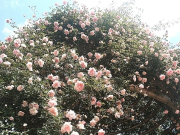 【柏市】1000株の86種類のバラが咲く千葉県立柏の葉公園