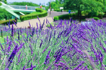 昨年の来園者数は5万人超！28種類3,000株のラベンダーが咲き誇る人気フェアが今年も開催　名古屋市