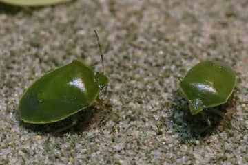 「例年の80倍」カメムシ大量発生中！室内侵入を防げる“意外な方法”