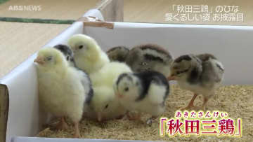 「秋田三鶏」の幼鳥　愛くるしい姿がお披露目　大館市