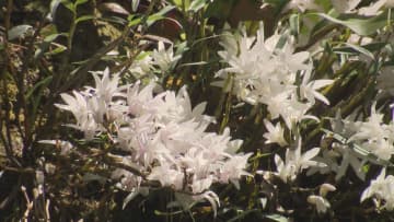 大きな木や岩肌に根を下ろして育つ　セッコクの花が見頃　三重・紀宝町