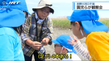 「足が4本」「シオマネキ見つけた」 多くの希少生物が生息する吉野川の河口干潟で園児が観察会【徳島】