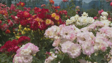 四国中央市の「バラ園」甘い香りに包まれ 1000株の色鮮やかなバラ見ごろ