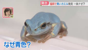 「幸せの青いカエル」見つかる　田んぼで発見　なぜ青い？　福岡市の高校で飼育中