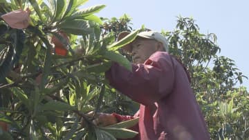 伊予市のブランド産品「唐川びわ」収穫はじまる ビワの葉茶には夏バテ予防効果も