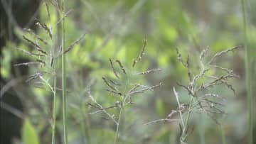 ６０年に１度しか咲かないといわれる　珍しい「クマザサ」の花が咲く　岐阜・高山市