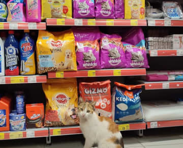 スーパーの中に猫！キャットフード売り場に誘導してきて……　猫天国のトルコ・イスタンブールに暮らす人に現地の事情を聞いた