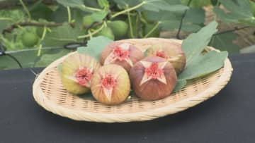 ハウス栽培のイチジク収穫最盛期　愛知・安城市