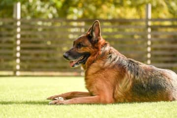 逃げ出したシェパードが散歩中の女性と犬を噛む…女性は命に別状なし　警察がシェパードを確保